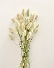 Load image into Gallery viewer, Bunny tail grass
